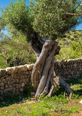 Crooked olive tree with bent trunk covered with deep cracks that give it bizarre shape. Silvery green leaves glisten in sun. Living symbol of time and resilience