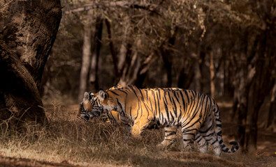 Fototapeta premium Tiger in the forest