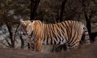 tiger in the wild