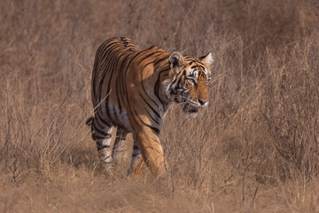 bengal tiger in the wild