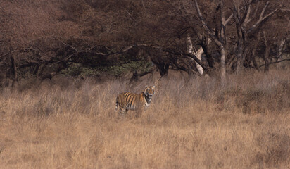 Chital, spotted deer