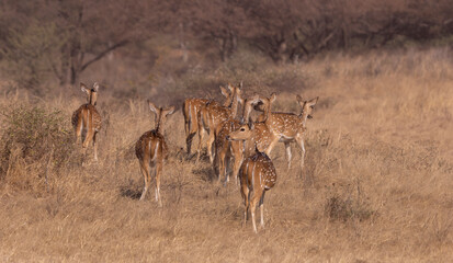 Chital, axis deer herd