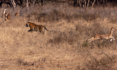 Tiger chasing deer