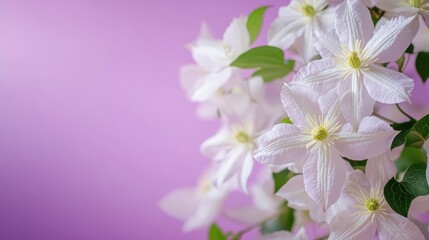 White clematis flowers close up on purple background with space for text elegant floral design for invitations and greeting cards