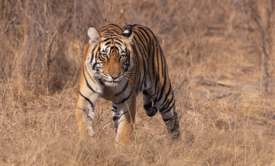 bengal tiger in the wild