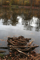 La Mare aux canes en forêt de Saint-Germain, patrimoine écologique