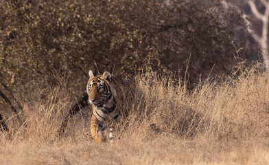 Tiger in the wild