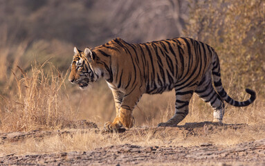 Tiger in the wild