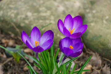 Three violet crocuses in early spring garden. Close-up of flowering crocuses Ruby Giant on natural...