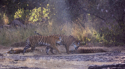 Tigers in the wild