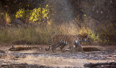 Tigers in the wild