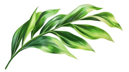 Fototapeta premium Vibrant green palm tree leaves isolated on a white background showcasing natural beauty and tropical elegance.