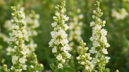 Fototapeta premium Blooming white flowers with soft focus in a green meadow showcasing the beauty of nature and the challenges of invasive plant species