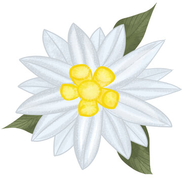 Edelweis
