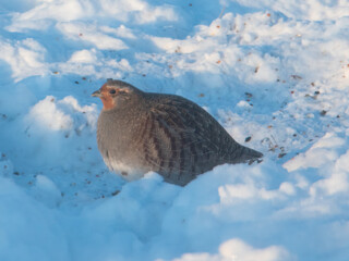 Gray patridge in the snow