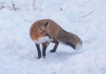 Red fox in the snow