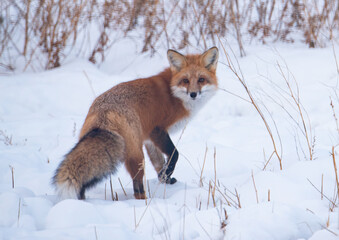 Red fox in the snow