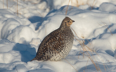 Sharp tailed grouse in the snow