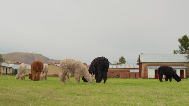 Portrait of a white alpaca standing grazing in the Andes mountain range surrounded by green vegetation and cloudy sky