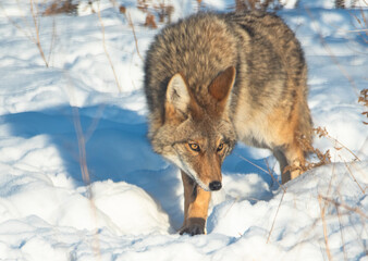 coyote in the snow