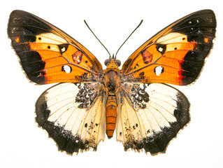 butterfly isolated on white