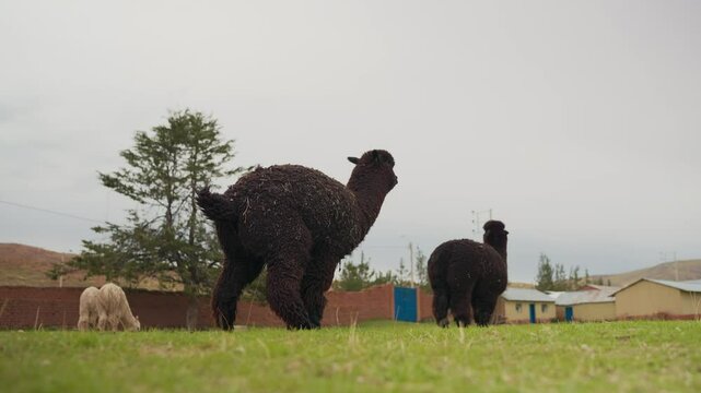 Portrait of a black alpaca standing defecating in the Andes mountain range surrounded by green vegetation and cloudy sky