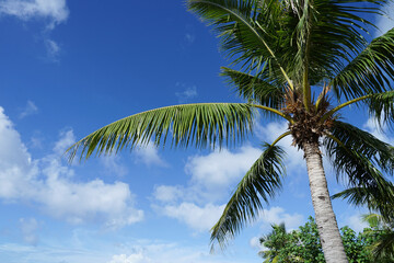 guam palm tree and sky
