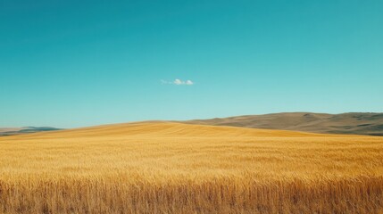 Obraz premium golden wheat fields under bright blue sky, gentle breeze, open and vast, symbolizing freedom and abundance, perfect rural landscape, peaceful and serene