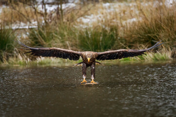 Eagle attack. White-tailed eagle, Haliaeetus albicilla, flies over lake, catching up fish from water surface. Hunting sea eagle in flight. Majestic bird of prey. Wildlife winter nature. Large raptor.