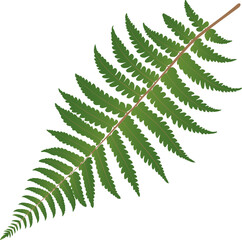 Single green fern leaf displayed against a plain background showcasing natural beauty and detail