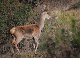 white deer