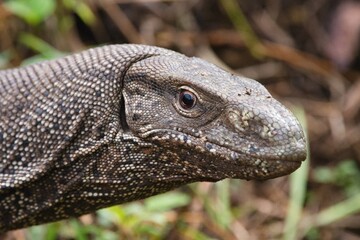 The Bengal monitor (Varanus bengalensis), also called the Indian monitor, Yala National Park, Sri Lanka
