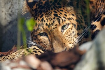 Vue rapprochée sur la tête d'un léopard