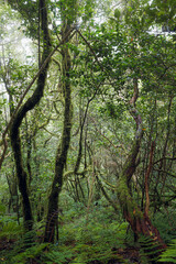 Laurisilva forest in the Anaga rural park