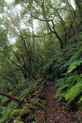 Laurisilva forest in the Anaga rural park