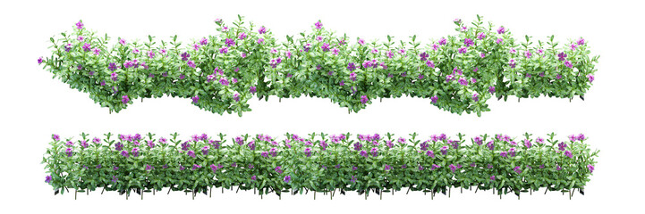 flower bush isolated on white background