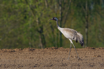 crane on a plowed field