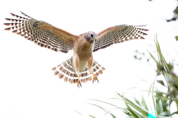 Red-shouldered hawk (Buteo lineatus) hovering in the wind in southwest Florida