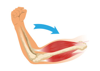 Arm muscle biceps with skeleton. Muscle tension of human hand on white background. Bones and joints in male silhouette. Medical vector illustration of hand for clinic or hospital