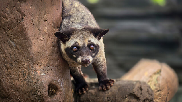 Asian palm civet or locals calls it Musang Pandan or Luwak coffee producer, latin name paradoxurus hermaphroditus, resting on a tree