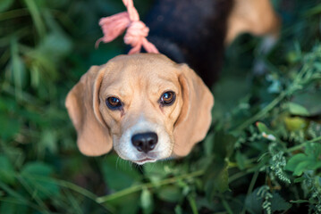 Loyal puppy outdoors – a curious beagle exploring nature with gentle eyes