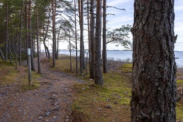 A forest hiking trail along the sea. An ecological trail. Photo