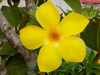 Fototapeta premium yellow plumeria flower