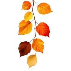 Fototapeta premium Autumn leaves falling forest path close-up photography natural environment eye-level view seasonal beauty. Transparent background.