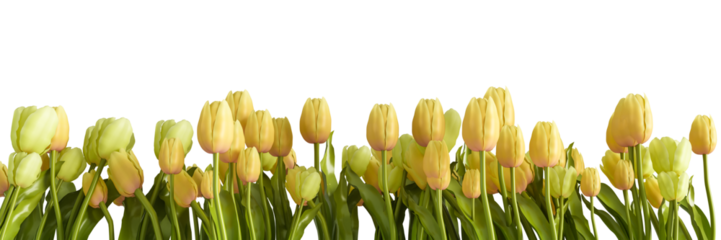 Border of tulip flowers isolated on transparent