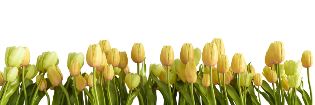 Border of tulip flowers isolated on transparent