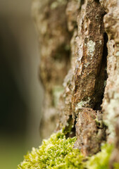 Structure of tree bark, tree bark and moss, lichen on tree bark, wood pattern, tree pattern,...