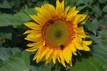 Bee collecting pollen from a sunflower