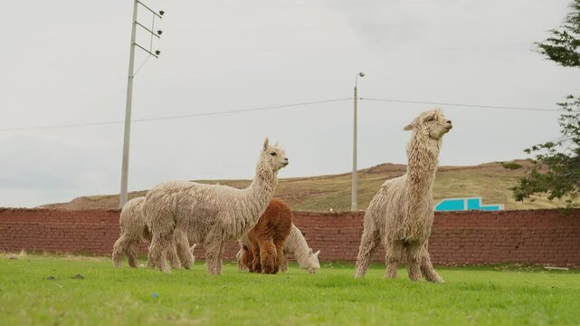 Portrait of a white alpaca standing grazing in the Andes mountain range surrounded by green vegetation and cloudy sky