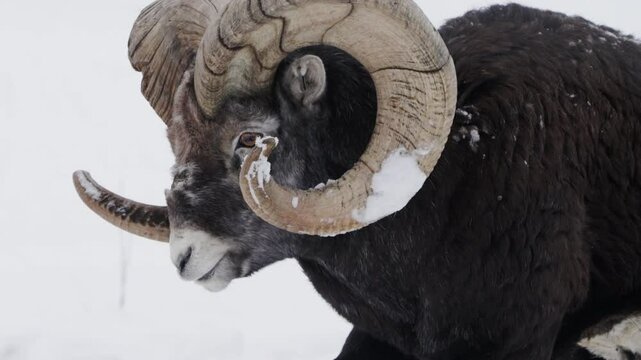 Adult Male Stone Sheep (Ovis dalli stonei) In Yukon Territory, Canada. Close-up Shot